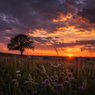Lone Tree Silhouette Over Wildflower Sunset
