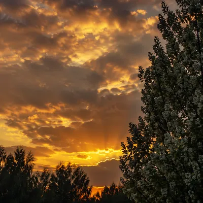 Flowering Tree Silhouette at Golden Sunset