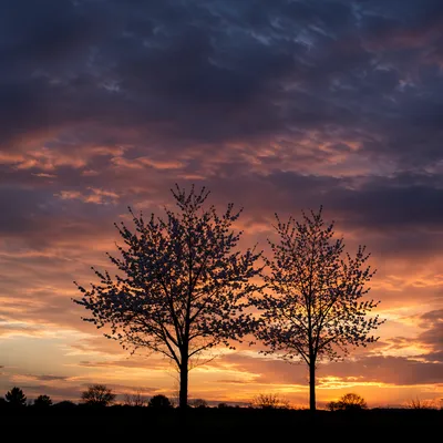 Flowering Tree Silhouettes at Dramatic Sunset
