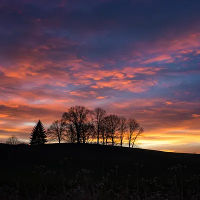 Tree Silhouette Sunset Over Flowered Hillside