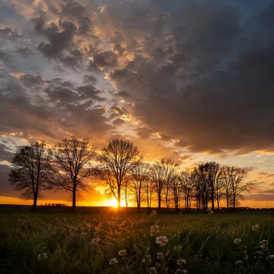 Dramatic Sunset Tree Silhouettes with Wildflowers