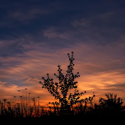 Flowering Tree Silhouette Under Dramatic Sunset Sky