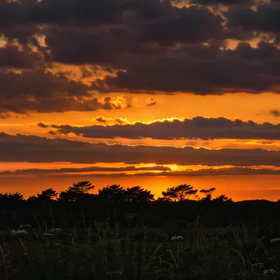 Dramatic Sunset Sky with Tree Silhouettes