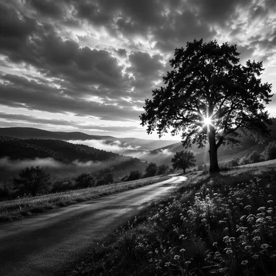 Lone Tree Silhouette Beneath Dramatic Sunset Clouds