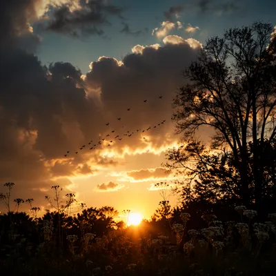 Dramatic Sunset Tree Silhouette with Wildflowers