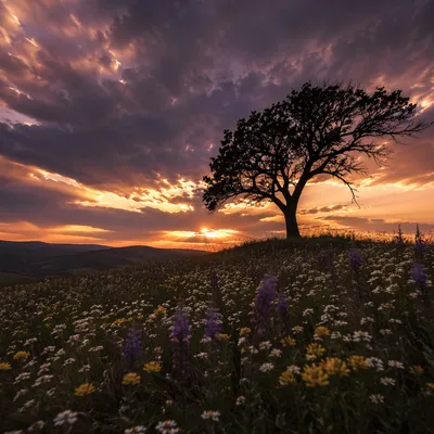 Solitary Tree at Dramatic Flower Meadow Sunset
