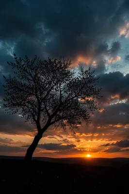 Wildflower Tree Silhouette at Dramatic Sunset