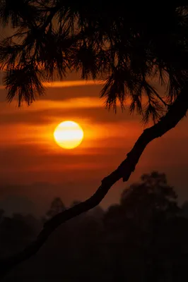 Silhouetted Tree Branch at Dramatic Sunset