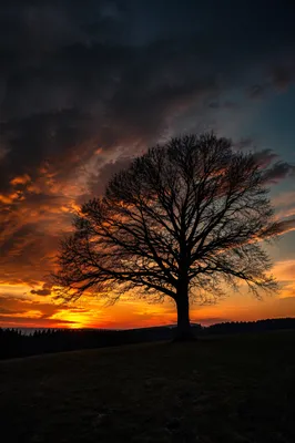 Solitary Tree Silhouette at Dramatic Sunset