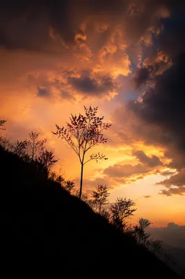 Flowering Tree Silhouette at Dramatic Sunset