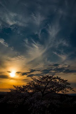 Flowering Tree Silhouette Under Dramatic Sunset Sky