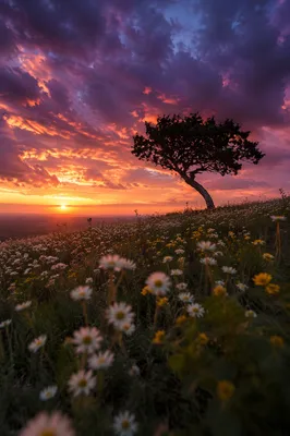 Tree Silhouette at Sunset Over Wildflowers