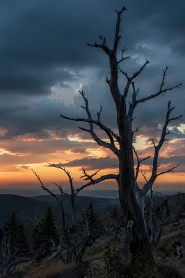 Dramatic Tree Silhouette at Sunset Sky