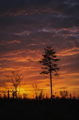 Tree Silhouette Sunset Over Wildflower Meadow
