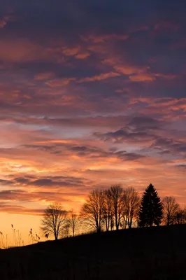 Tree Silhouette Sunset with Dramatic Sky