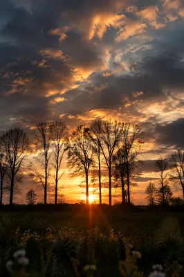Tree Silhouettes Over Sunset Wildflower Meadow