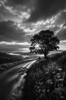 Dramatic Tree Silhouette with Wildflowers at Sunset