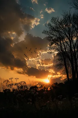 Dramatic Sunset Tree Silhouette with Wildflowers