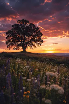 Lone Tree Silhouette Over Sunset Wildflower Meadow