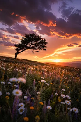Lone Tree Silhouette Over Sunset Wildflowers
