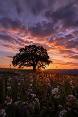 Tree Silhouette Over Wildflowers at Sunset