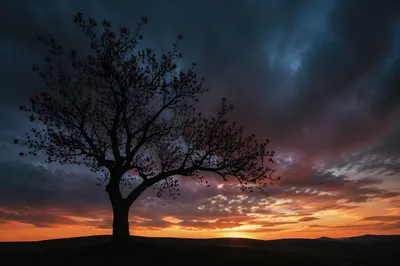 Wildflowering Tree Silhouette at Dramatic Sunset