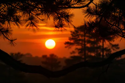 Dramatic Sunset Tree Silhouette with Golden Sky