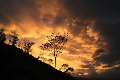Dramatic Sunset Tree Silhouette with Flowers