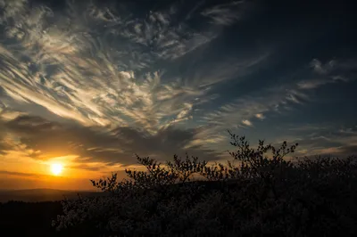 Flowering Tree Silhouette Under Dramatic Sunset Sky