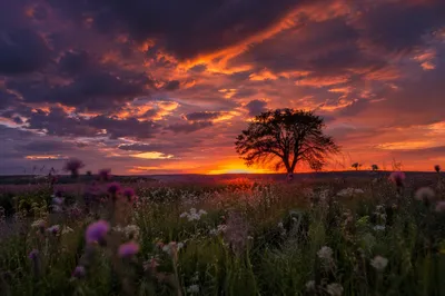Tree Silhouette Over Wildflower Sunset Sky