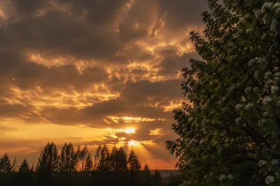 Flowering Tree Silhouette at Dramatic Sunset