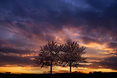 Flowering Tree Silhouettes at Dramatic Sunset