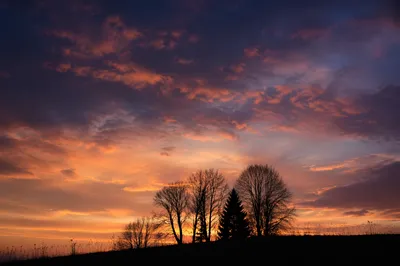 Tree Silhouette Sunset Over Flowered Hillside