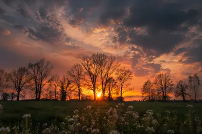 Dramatic Sunset Tree Silhouettes Over Wildflower Meadow
