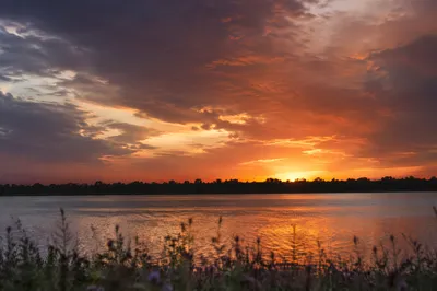 Dramatic Sunset River With Wildflowers and Tree Silhouettes