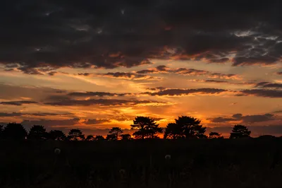 Dramatic Sunset Sky Over Tree Silhouettes