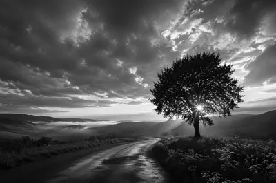 Dramatic Monochrome Sunset Tree with Wildflowers