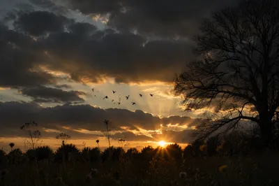 Wildflower Meadow Tree Silhouette at Sunset