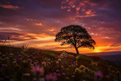 Lone Tree Silhouette Over Sunset Wildflowers