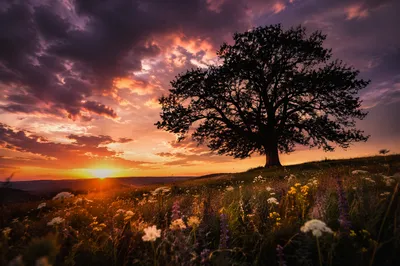Solitary Tree Silhouette Over Sunset Wildflowers