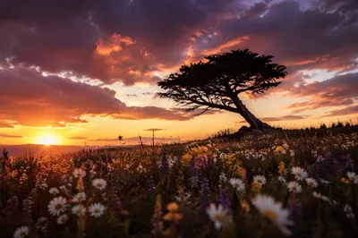 Lone Tree Silhouette Over Sunset Wildflowers