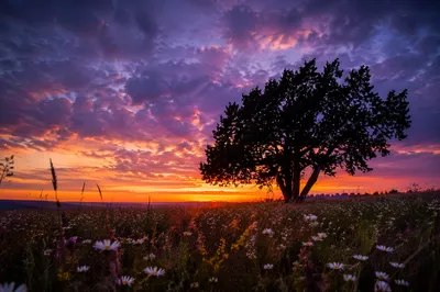 Tree Silhouette Over Sunset Wildflower Meadow