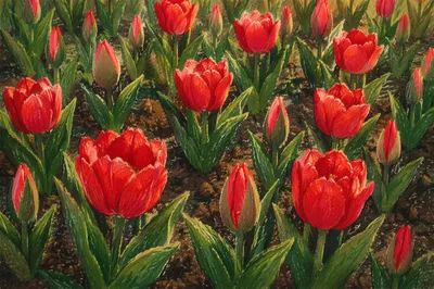 Colorful Spring Tulip Garden Rows