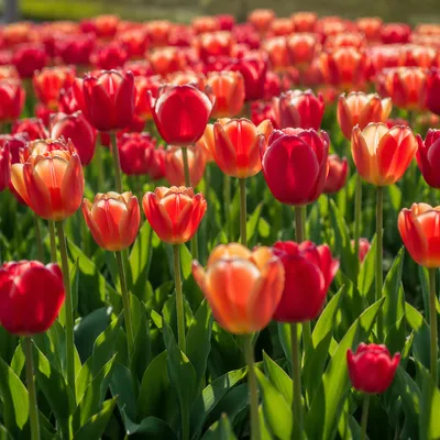 Colorful Spring Tulip Rows in Garden