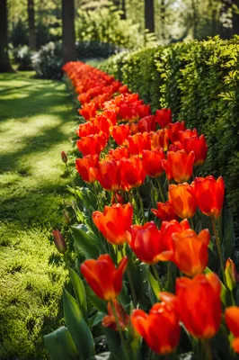 Colorful Spring Tulip Garden Rows