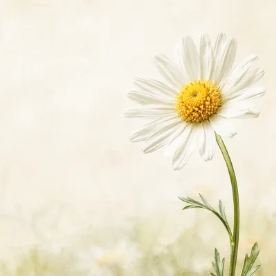 White Daisy Bloom with Minimal Garden Light