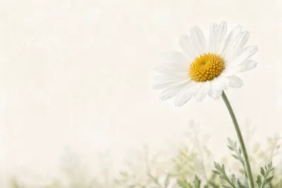 White Daisy Flower in Airy Garden