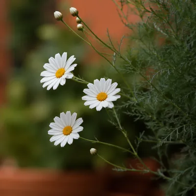 White Daisy Flowers in Quiet Garden