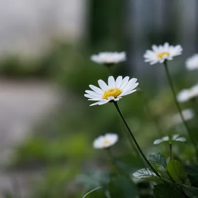 White Daisy Flowers in Quiet Garden