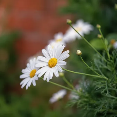 White Daisy Flowers in Quiet Garden